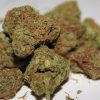 Buy Cat Piss weed strain online